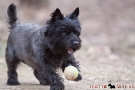 Cairn Terrier 201003