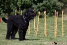 schwarzer-terrier-001-0015