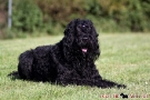 schwarzer-terrier-018-9027