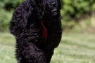 Schwarzer Terrier 201008