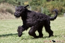 schwarzer-terrier-021-9759