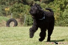 schwarzer-terrier-022-9780