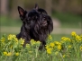 Scottish Terrier Frühjahr 2012