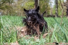 Scottish Terrier Frühling 2013