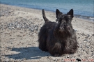 Scottish-Terrier_Ostsee-2011_0273