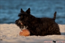Scottish-Terrier_Ostsee-2011_1106