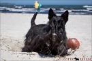 Scottish-Terrier_Ostsee-2011_1660-1