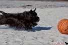 Scottish-Terrier_Ostsee-2011_2478