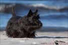Scottish-Terrier_Ostsee-2011_2840