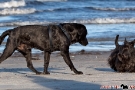 Scottish-Terrier_Ostsee-2011_2875-1