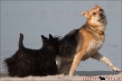Scottish-Terrier_Ostsee-2011_4264-1