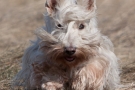 Scottish Terrier 201003
