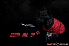 Scottish Terrier STAR TREK 2012
