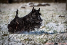 Scottish Terrier Winter 2012/2013