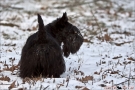 Scottish Terrier Winter 2012
