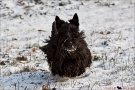 Scottish Terrier Winter 2012