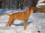 Boxer-Mix 201001