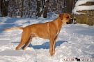 Boxer-Mix 201001