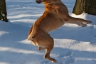 Boxer-Mix 201001