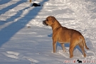 Boxer-Mix 201001