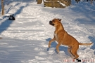 Boxer-Mix 201001