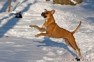 Boxer-Mix 201001