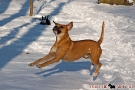 Boxer-Mix 201001