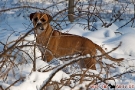 Boxer-Mix 201001