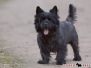 Cairn Terrier 201003