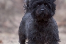 Cairn Terrier 201003