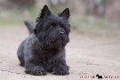 Cairn Terrier 201003