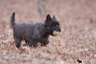 Cairn Terrier 201003