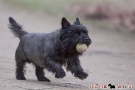 Cairn Terrier 201003