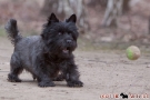 Cairn Terrier 201003