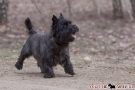 Cairn Terrier 201003