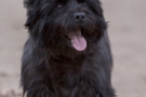 Cairn Terrier 201003