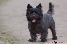 Cairn Terrier 201003