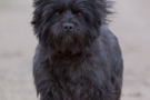 Cairn Terrier 201003