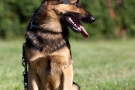 schaeferhund-006-9202