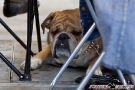 hundeausstellung-berlin-2011_8379