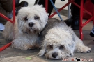 Fotos von der Internationalen Hundeausstellung Berlin 2011