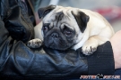 Fotos Internationale Hundeausstellung Berlin