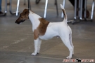 Fotos Internationale Hundeausstellung Berlin