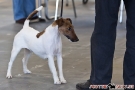 hundeausstellung-berlin-2011_8401