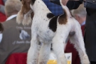 Fotos von der Internationalen Hundeausstellung Berlin 2011