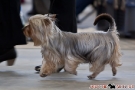 hundeausstellung-berlin-2011_8728