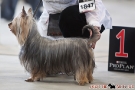 Fotos von der Internationalen Hundeausstellung Berlin 2011