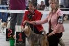 Fotos von der Internationalen Hundeausstellung Berlin 2011