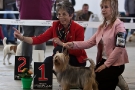 Fotos von der Internationalen Hundeausstellung Berlin 2011