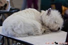 Fotos von der Internationalen Hundeausstellung Berlin 2011